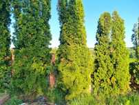 SUPER,2500MP,ZONA IN DEZVOLTARE,urbanism,intravilan ,acces,utilitati,