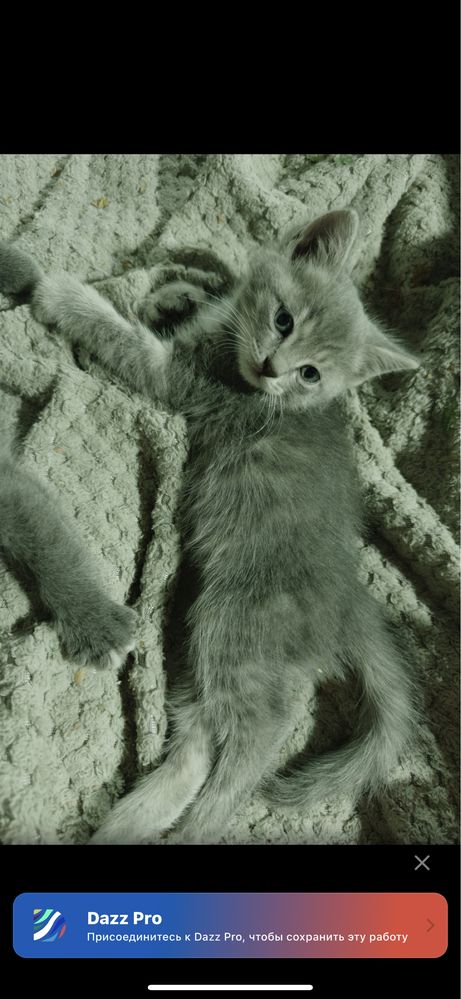 Кошка и её котята БЕСПЛАТНО