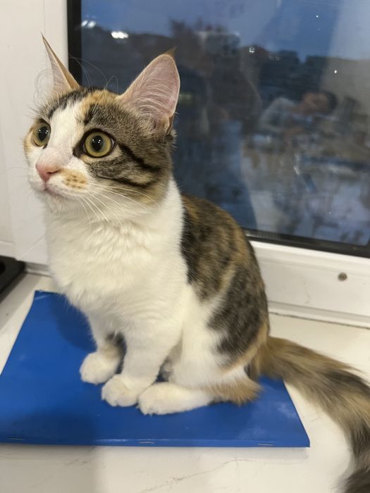 Отдам катенка в добрые руки