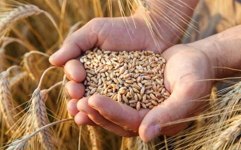 Grâu Ceriale.           ...