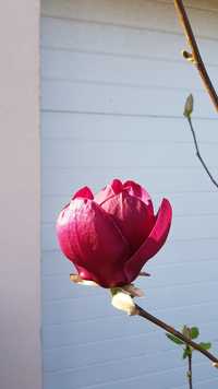 Magnolia Genie Blue Opal Honey Tulip