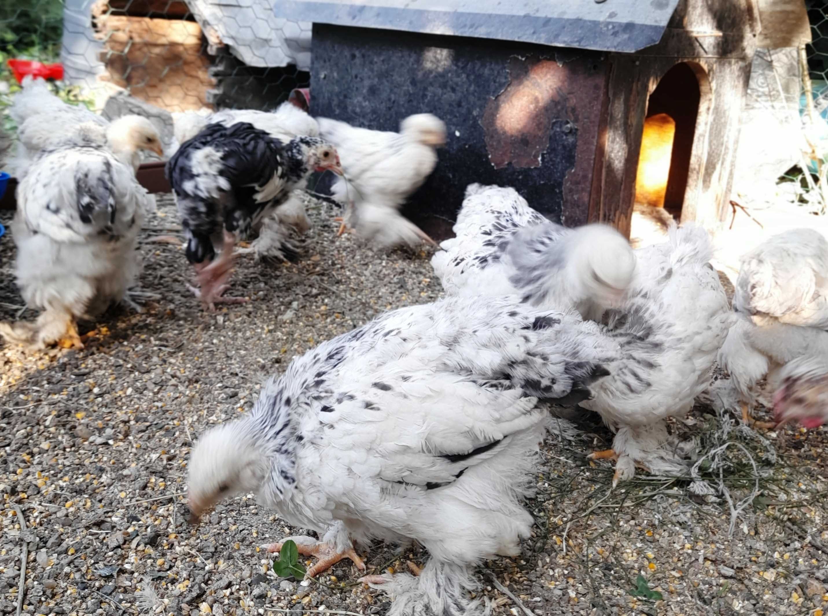 Pui Brahma HD de 8 saptamani