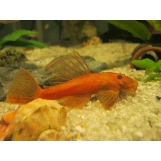 Ancistrusi Super Red