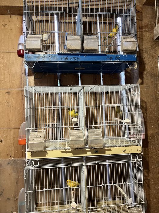 Vând canari, femele şi masculi tineri