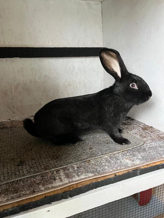 Disponibil masculi fluture