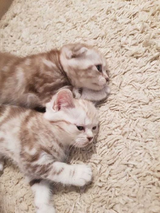 Продам котят Британской породы