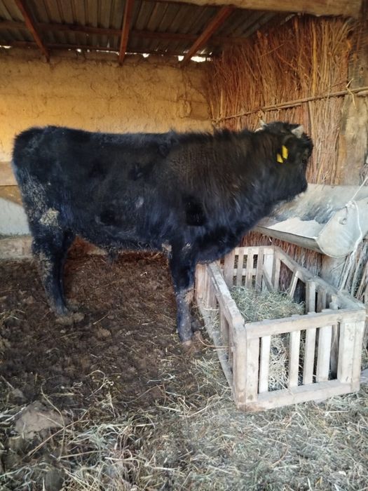 Бұқа бір жасар жақсы бағылған жағдайы топ  тез арада сатылалалалалалал