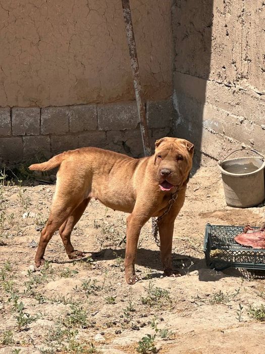 Шарпей сотилади.