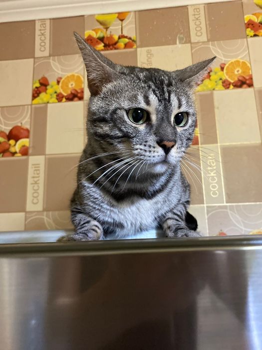 Бенгальский кот ищет кошек на вязку