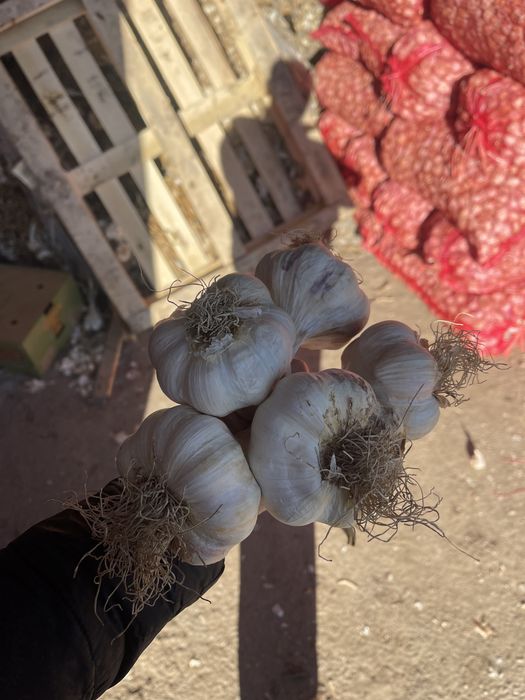 Usturoi pentru plantat si consum