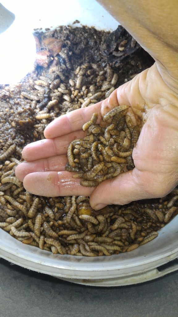 Viermi Hermetia Illucens BSFL, Hrană Vie apreciată de animale companie