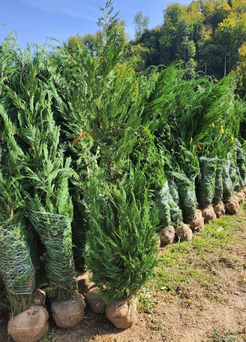 Leylandii ( cupressocyparis) - gard viu Leylandii