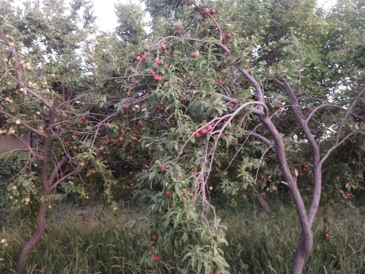 Ер участка боги хам мавжуд