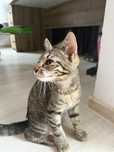 Pui de pisică spre adoptie