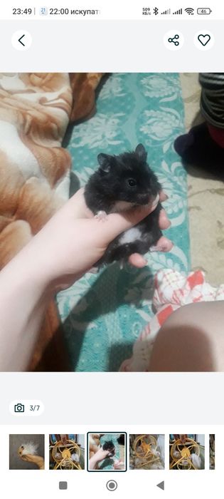 Морские свинки домашние