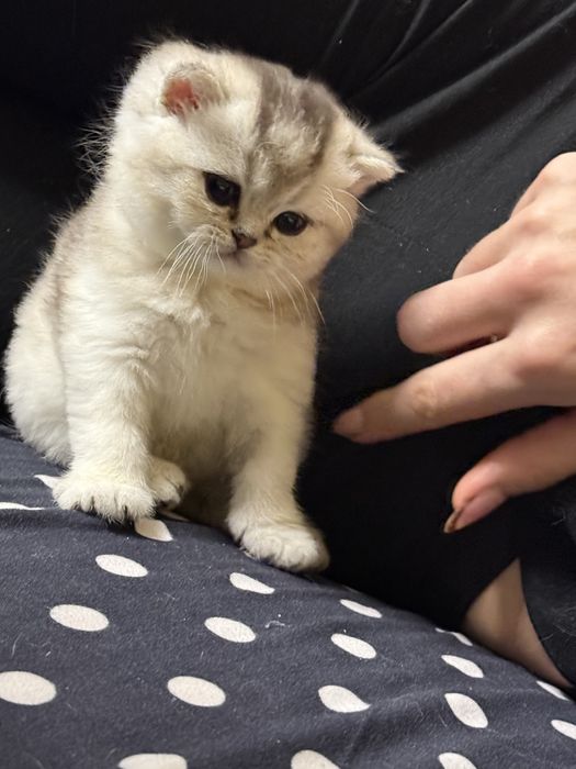 De vanzare British chinchila silver cu british golden