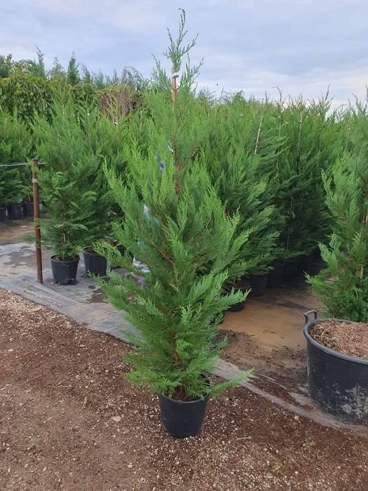 Cupressus leylandii 2.5m - 3m gard viu verde veșnic natural/ en-gros