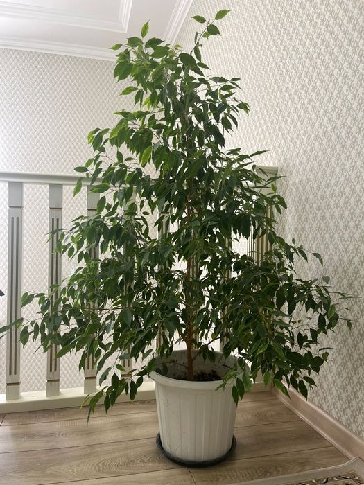 Комнатное растение