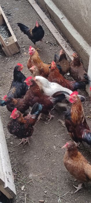 Găini americane pitici