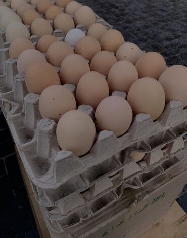 Продам каретки для яиц оптом.