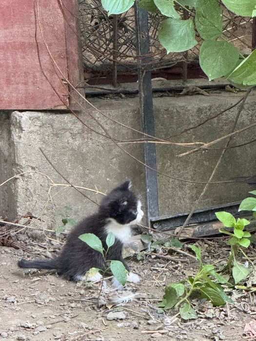 Котята-подростки в хорошие руки