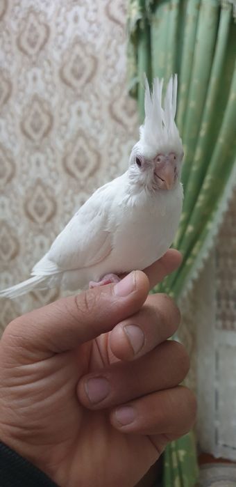 Papugay   karello dubayski ruchnoy 1-maha