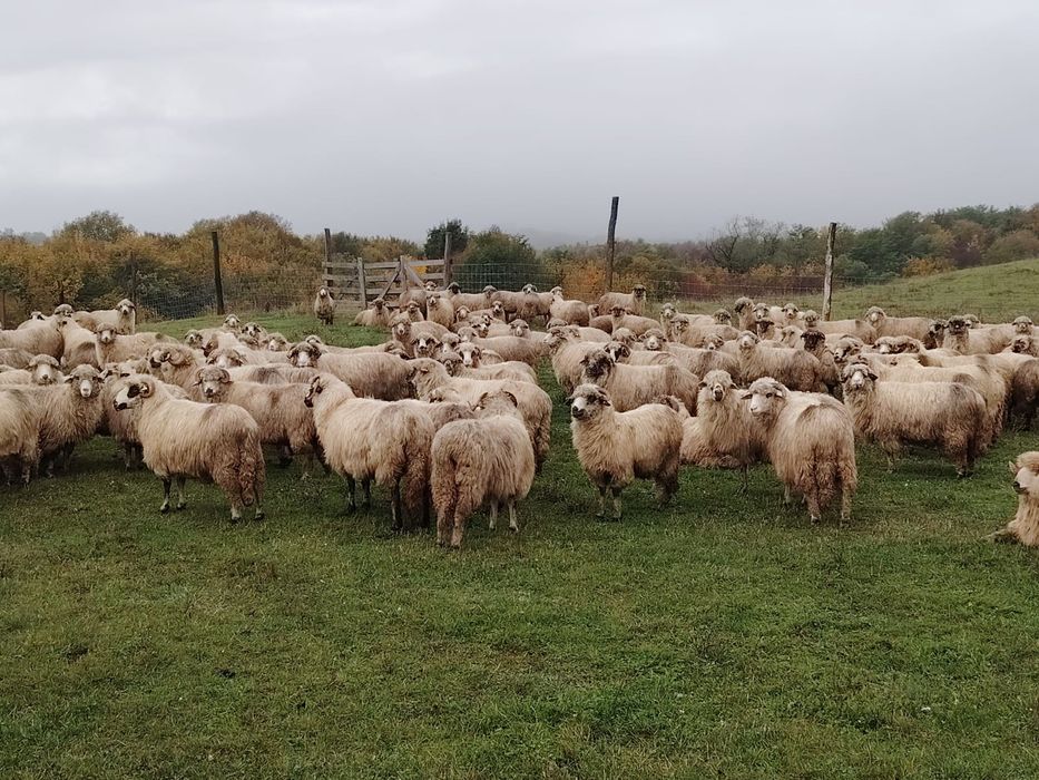 Vand 150 oi turcane frumoase și bune de lapte oi de producție