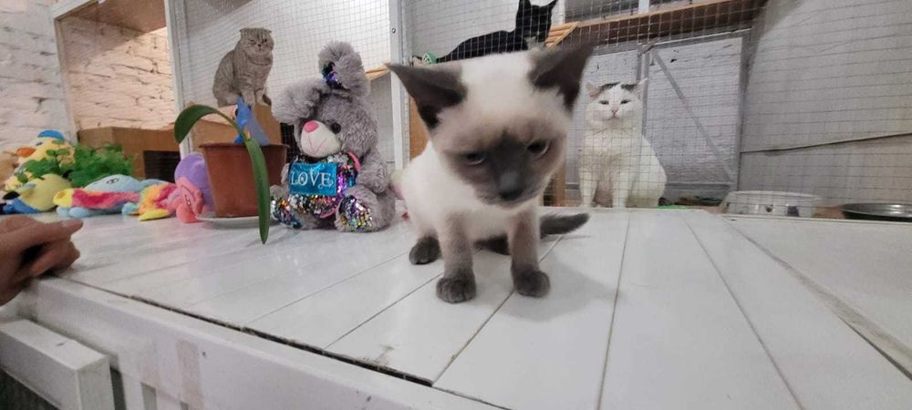 Пристраивается котенок 3 месяца