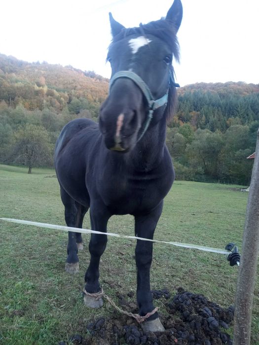 Vand manz negru semigreu