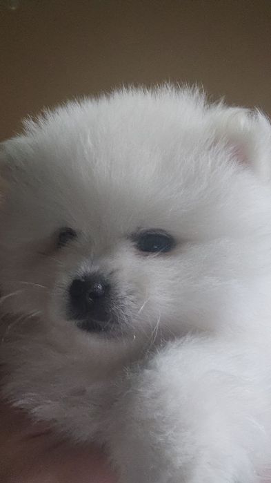 Продаются помиранские шпицы