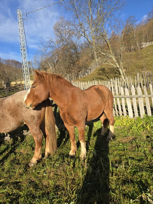 Vand cal foarte cuminte