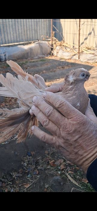 Продаётся голубка и самец