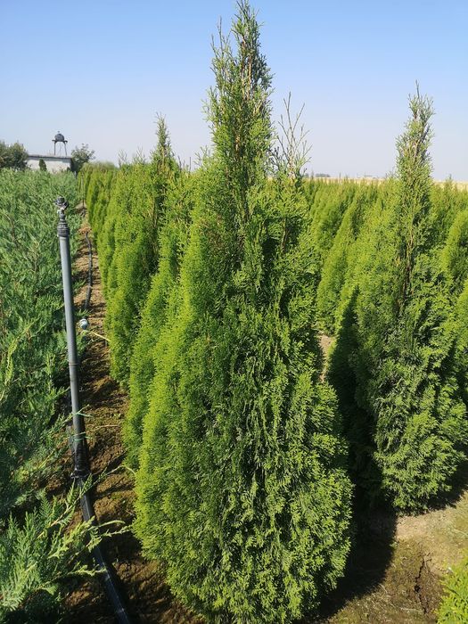 Tuia smaragd, leylandii, spirale, pon, magnoli mesteacăn, tei, pin,etc