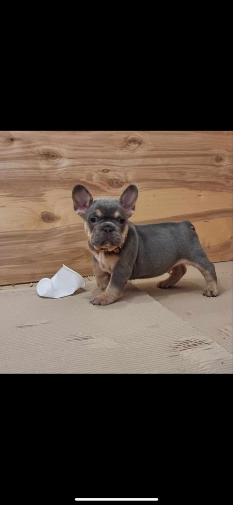 Bulldog francez blue tan