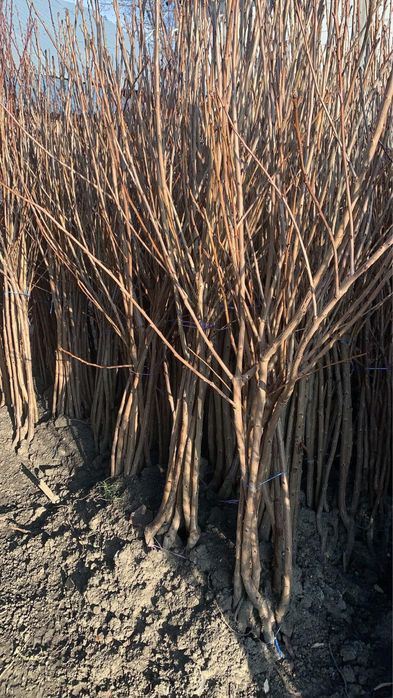 Pomi fructiferi clasici ei vita de vie