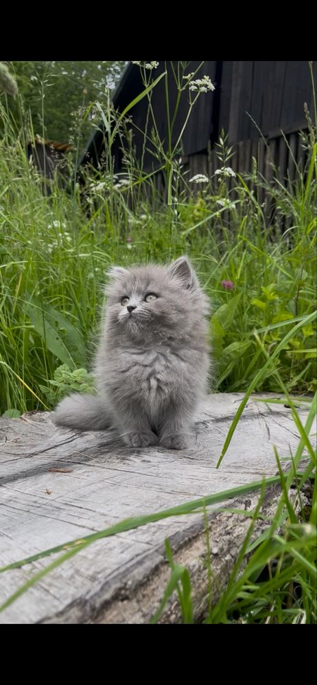 Pui British Longhair