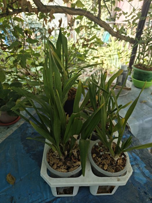 Орхидея Камбрия, Онцидиум