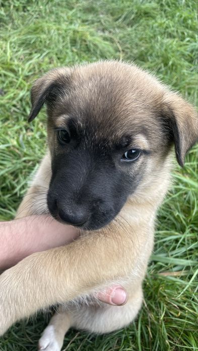 Dau spre adoptie catei