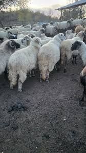 Vând oi de calitate