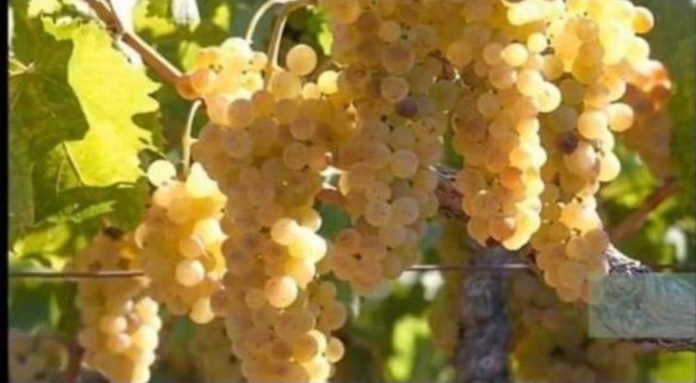 Vand struguri de vin din producție proprie