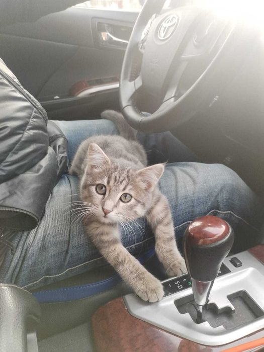 Пропал котенок в г.Кокшетау