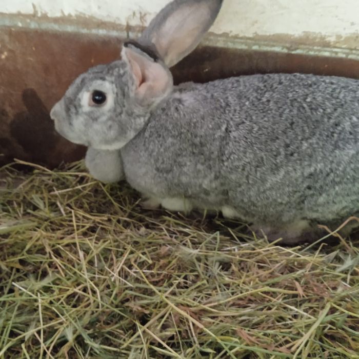 Продаются крольчата.