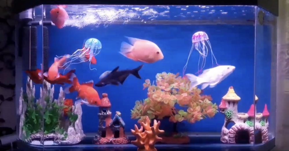 Aquvarium sotiladi srochna.