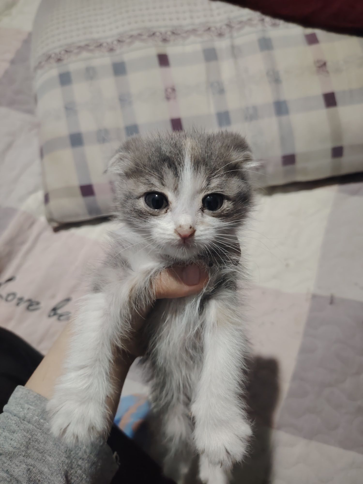 mushukchalar 2 oyli Scottish Fold
