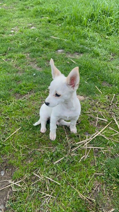 Продавам мъжко chichiua