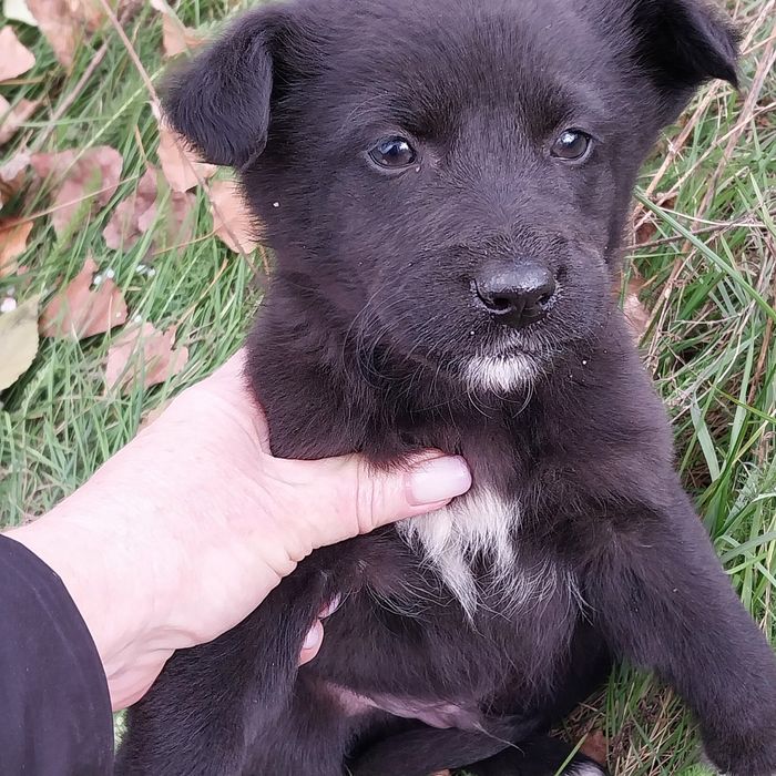 Отдам щенков бесплатно