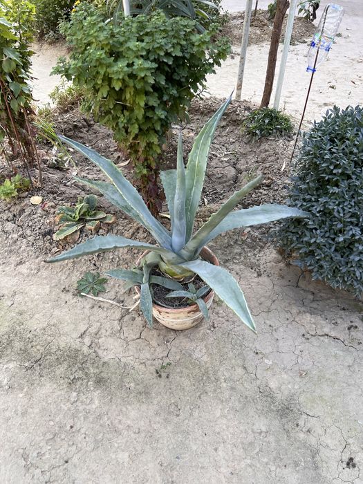 Xonaki gullar xar xil turda