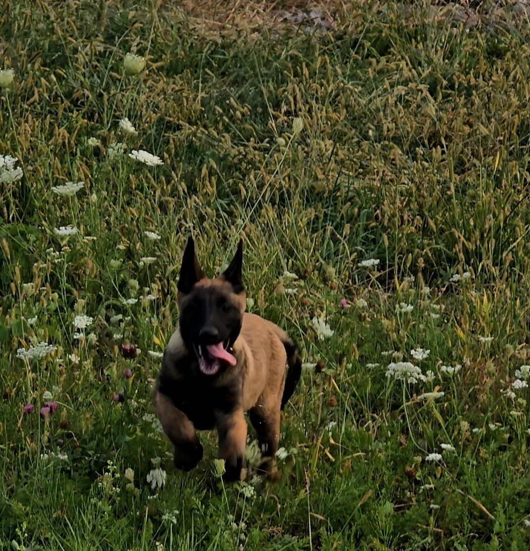 Ciobănesc belgian malinois femela cu pedigree