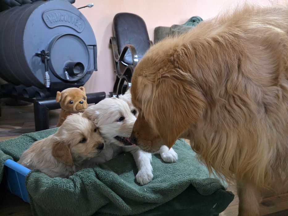 Голдън ретривър бебета