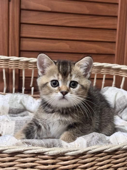 Продается скоттиш страйт!